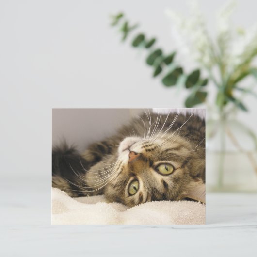 ジョディ ポストカード (スタンド正面)