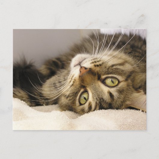 ジョディ ポストカード (正面)