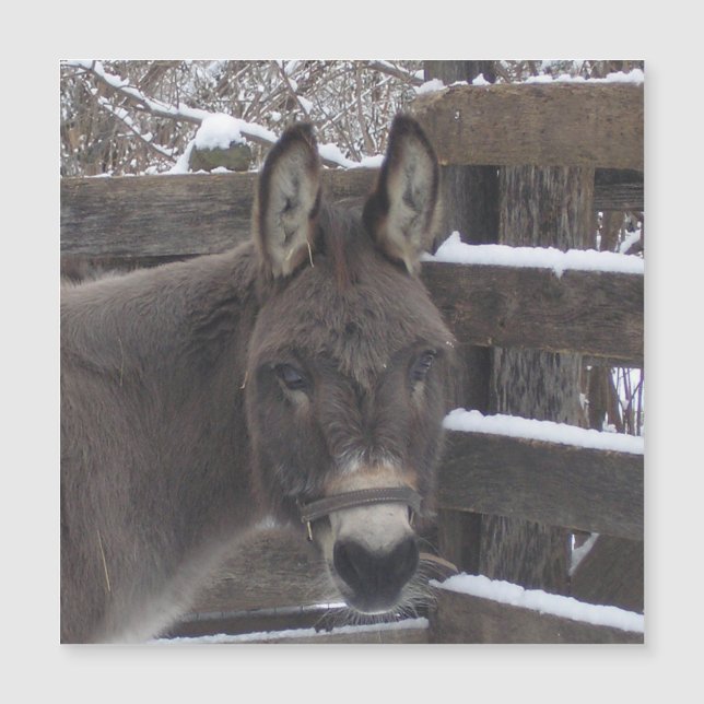 ジョナサン磁石 (正面)