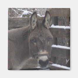 ジョナサン マグネット