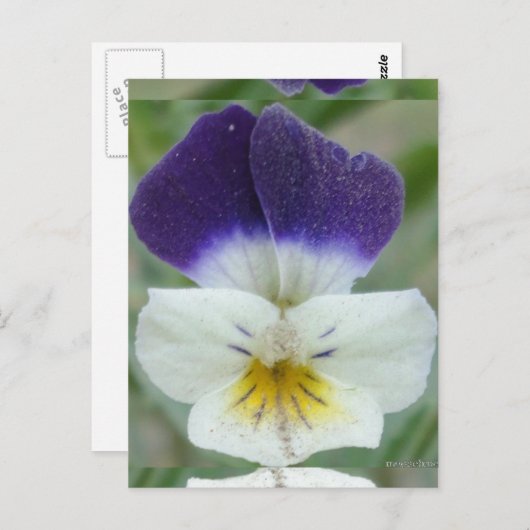 ジョニーの跳び上げ花写真 ポストカード (正面/裏面)