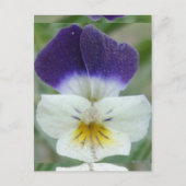 ジョニーの跳び上げ花写真 ポストカード (正面)