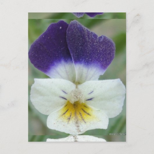 ジョニーの跳び上げ花写真 ポストカード (正面)