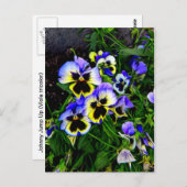 ジョニー・ジャンプ・アップ ポストカード (正面/裏面)