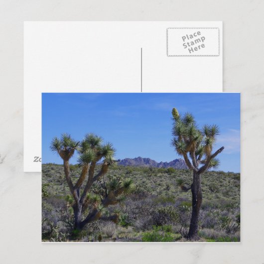 ジョニー… ポストカード (正面/裏面)