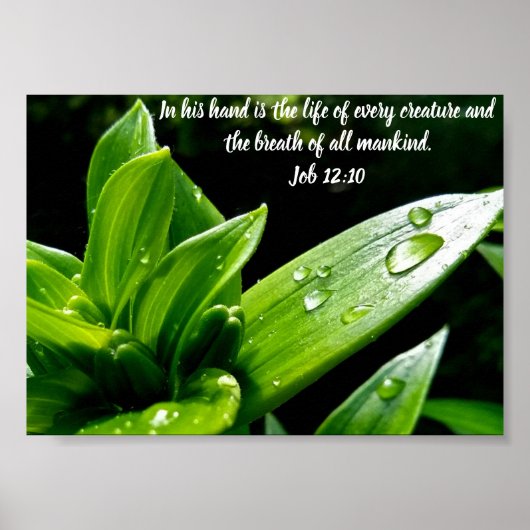 ジョブ12:10、プリント、バリューポスター紙(マット) ポスター (正面)