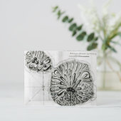 ジョルジュ島またはオテーテ島の王の計画， 1769 ポストカード (スタンド正面)