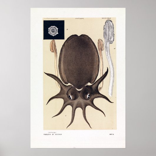 ジョンジェームズワイルドラージメルボルンセピア ポスター (正面)