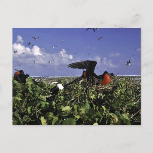 ジョンストン島国立野生生物保護区 ポストカード (正面)