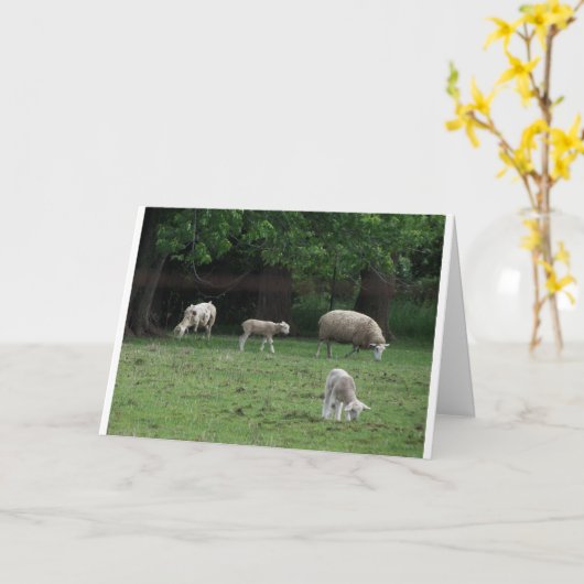 ジョン10:27&28、羊 カード (黄色い花)