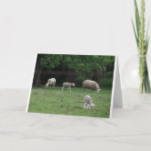 ジョン10:27&28、羊 カード (正面)