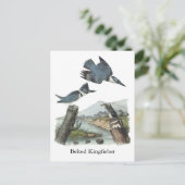 ジョン・オードボン・キングフィッシャーが怒鳴った ポストカード (スタンド正面)