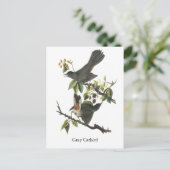 ジョン・オードボン・グレイ・キャットバード ポストカード (スタンド正面)