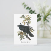 ジョン・オードボン・コモン・レイヴン ポストカード (スタンド正面)