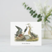 ジョン・オードボン・ノーザンショベル ポストカード (スタンド正面)