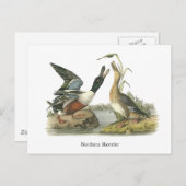 ジョン・オードボン・ノーザンショベル ポストカード (正面/裏面)