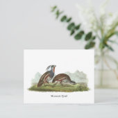 ジョン・オードボン・マウンテン・ウワイル ポストカード (スタンド正面)