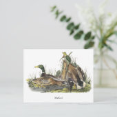 ジョン・オードボン・マラード ポストカード (スタンド正面)