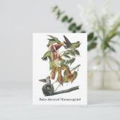 ジョン・オードボン、ルビーの喉の詰まったハミングバード ポストカード (スタンド正面)