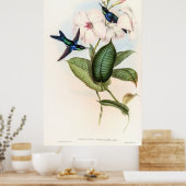 ジョン・グールドによるハミングバード ポスター (キッチン)