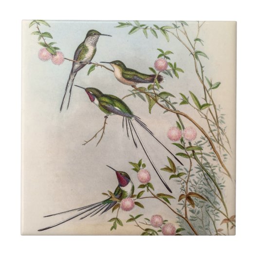 ジョン・グールドによるピンクの花と可愛いハチドリ タイル (正面)