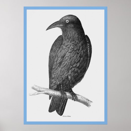 ジョン・グールドの『オーストラリアの鳥』～カラス ポスター (正面)