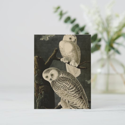 ジョン・ジェームス・アウドゥボンのアメリカの鳥たち ポストカード (スタンド正面)