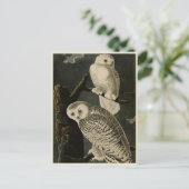 ジョン・ジェームス・アウドゥボンのアメリカの鳥たち ポストカード (スタンド正面)