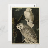 ジョン・ジェームス・アウドゥボンのアメリカの鳥たち ポストカード (正面/裏面)
