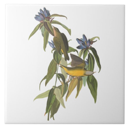 ジョン・ジェームス・アウドゥボンの鳥 タイル (正面)