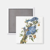 ジョン・ジェームス・アウドゥボン・ブルージェイ マグネット (正面/裏面)