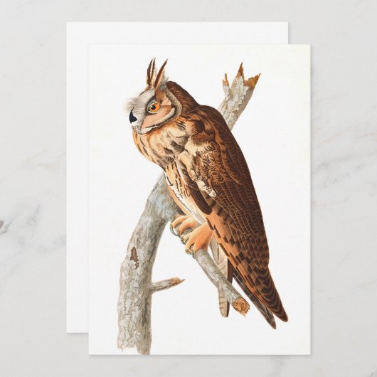 ジョン・ジェームス・オードボンによるロング・エイド・フクロウ サンキューカード (正面/裏面)