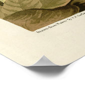 ジョン・ジェームス・オードボンのアメリカの鳥グリーン・ヘロン ポスター (角)