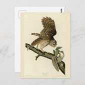 ジョン・ジェームス・オードボンのアメリカの鳥バred owl ポストカード (正面/裏面)