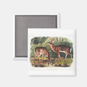 ジョン・ジェームズ・オードボンによる鮮やかな四肢動物 マグネット (正面/裏面)