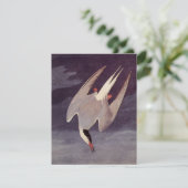 ジョン・ジェームズ・オードュボンによるアークティック・ターンの古風な鳥の絵, ビンテージの鳥 (スタンド正面)