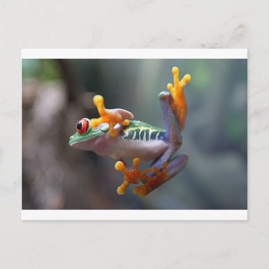 ジョン・レマー・ジュニアによるカエル ポストカード (正面)