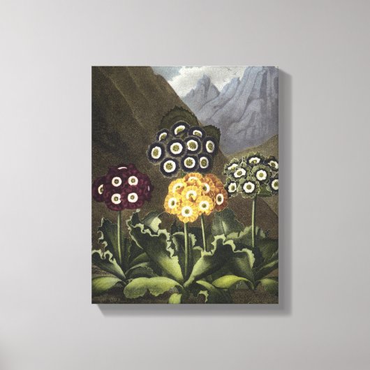 ジョン・ロバート・ソーントン博士のAuriculas キャンバスプリント (正面)