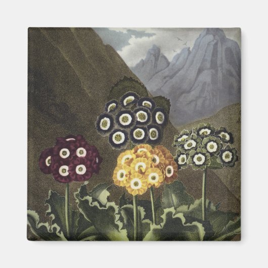 ジョン・ロバート・ソーントン博士のAuriculas マグネット (正面)
