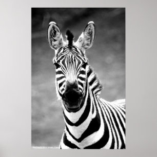 ジョンA. Sylvester著ポスターZebraPhoto ポスター