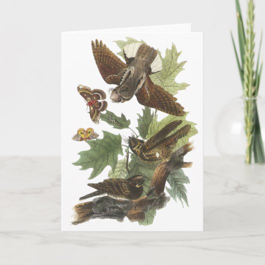 、ジョンAudubon鞭貧し カード (正面)