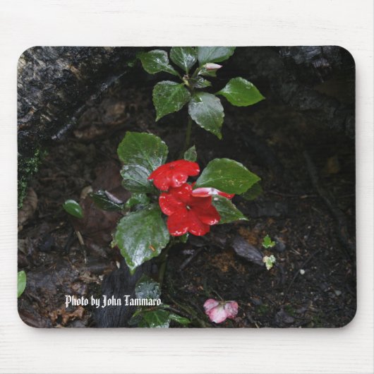 ジョンTammaro著写真 マウスパッド (正面)