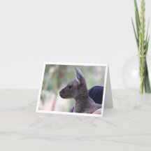 ジョーイ・ラブ – 子供の誕生日カード