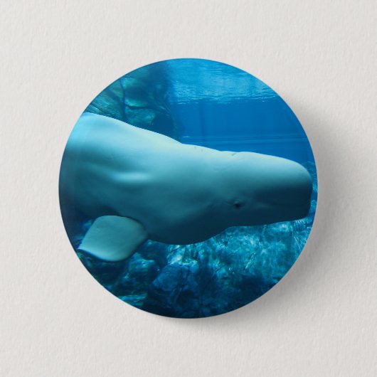 ジョージアのアクアリウムのかわいくよくはしゃぐなシロイルカのクジラ 缶バッジ (正面)