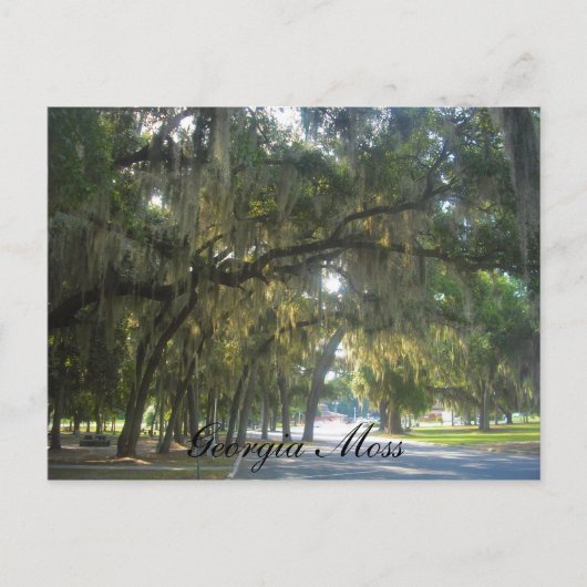 ジョージアのコケ ポストカード (正面)