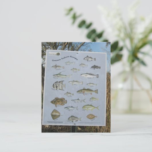 ジョージアの共通の沿岸の沿岸魚 ポストカード (スタンド正面)