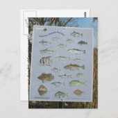 ジョージアの共通の沿岸の沿岸魚 ポストカード (正面/裏面)