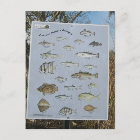 ジョージアの共通の沿岸の沿岸魚 ポストカード (正面)