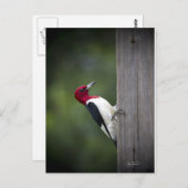 ジョージア州のキツツキ ポストカード (正面/裏面)