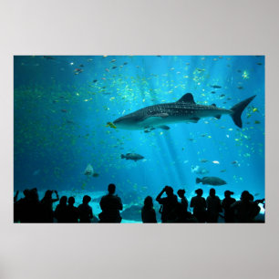 ジョージア水族館でクジラの雄サメ ポスター
